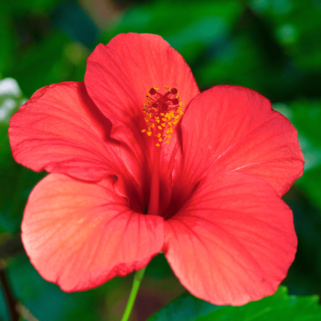 Hybrid Pune Hibiscus Flower Plant (Red)