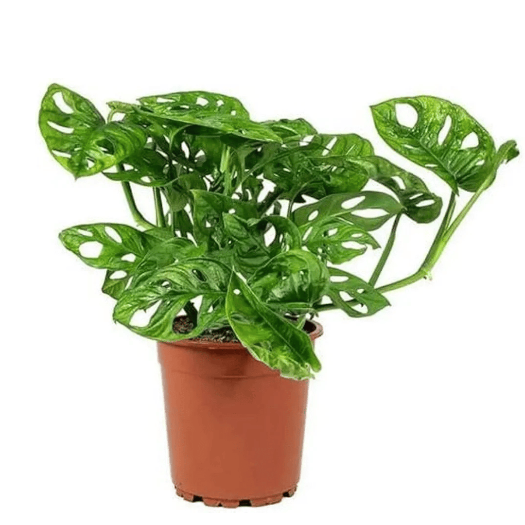 Monestera Live Indoor Plant With Pot