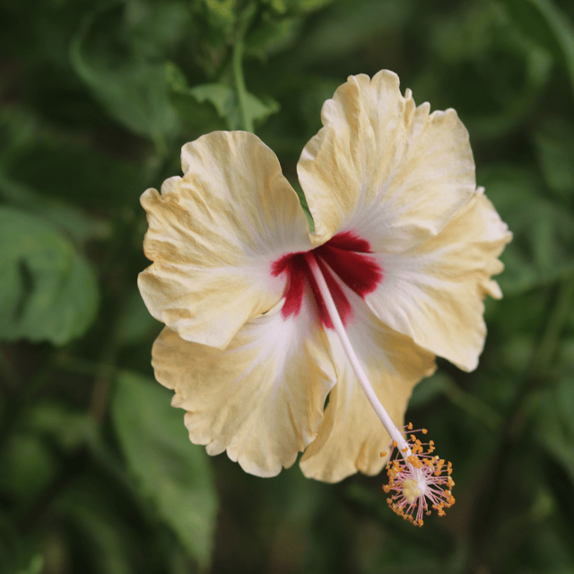 Pune Variety Golden Hibiscus Flower Plant