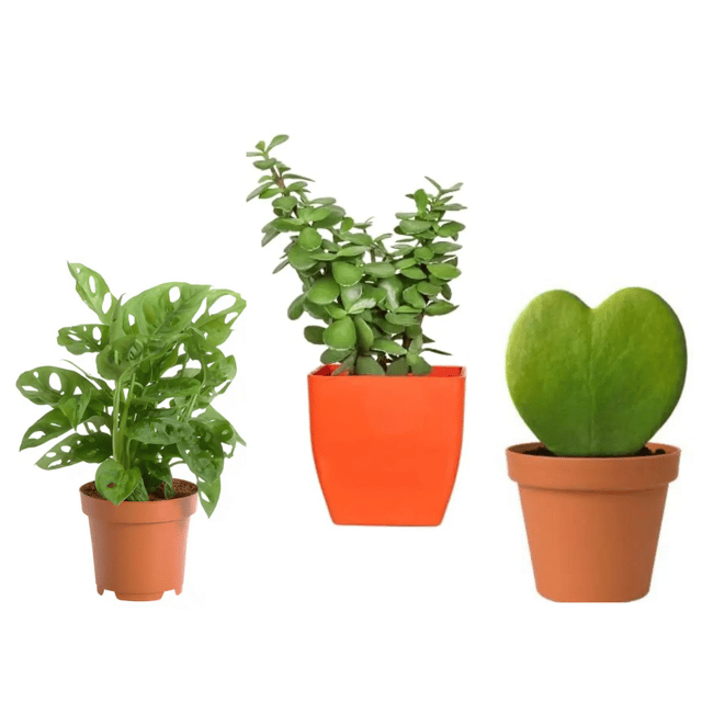 Combo Of 3 Plants Monstera plant , Jade Plant with Hoya Heart Kerri Plant With Pot