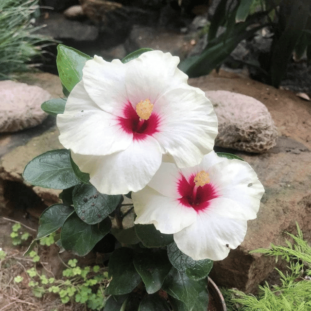 Hybrid Pune Variety Hibiscus Flower Plant (White)