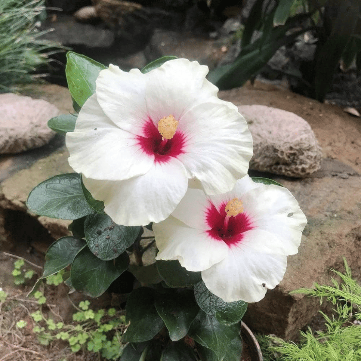 Hybrid Pune Variety Hibiscus Flower Plant (White)