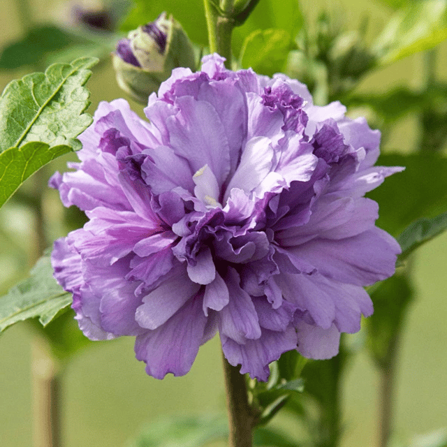 Double Petal  Hibiscus Flower Plant (Purple)