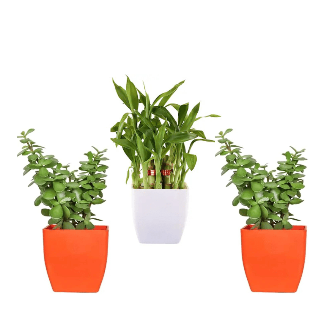 Combo Of Two Jade Plant And Two Layer Lucky Bamboo Plant With Pot