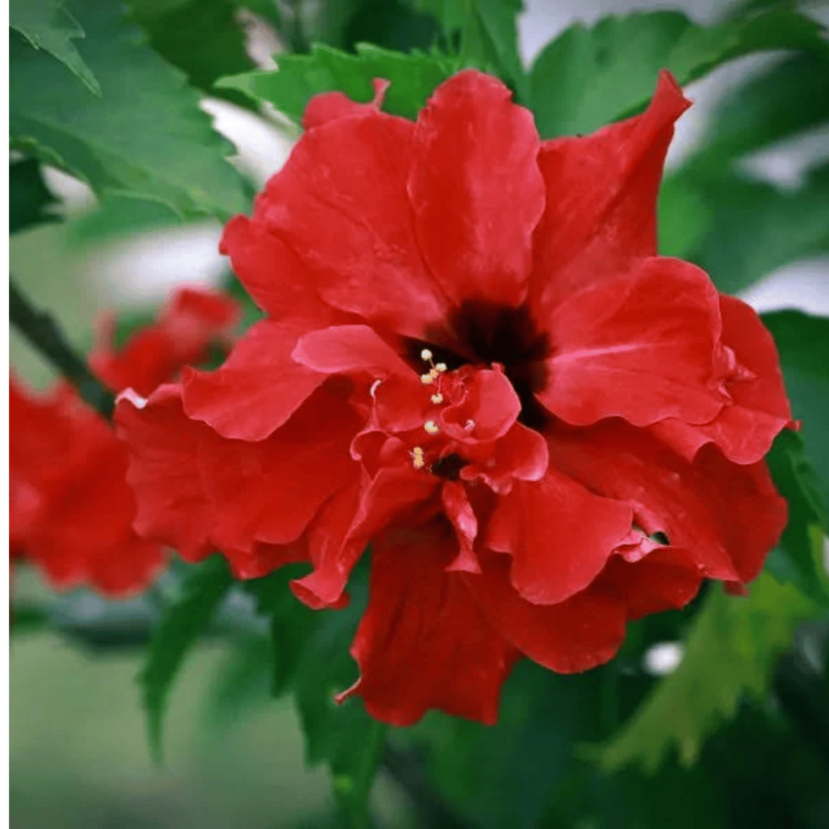 Hybrid Dragon Hibiscus Flower Plant (Red)