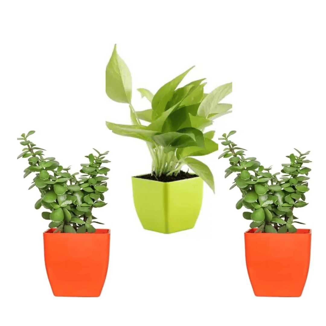 Combo Of Double Jade Plant And Golden Money Plant With Pot