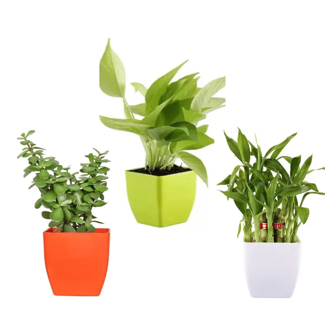 Combo Of Jade Plant, Golden Money Plant, And Two Layer Lucky Bamboo With Pot