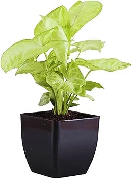 Syngonium White Live Indoor Plant In Black Plastic Pot