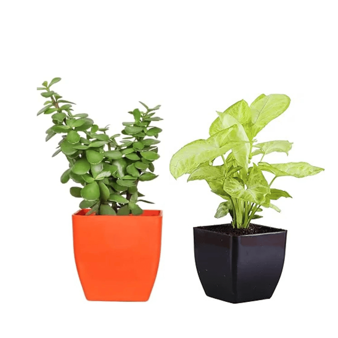 White Syngonium Live Indoor Plant  And Jade Plant With Pot