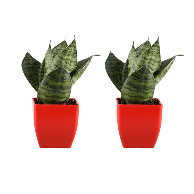 Combo Of  Double Sansevieria Hanni Plant With Pot