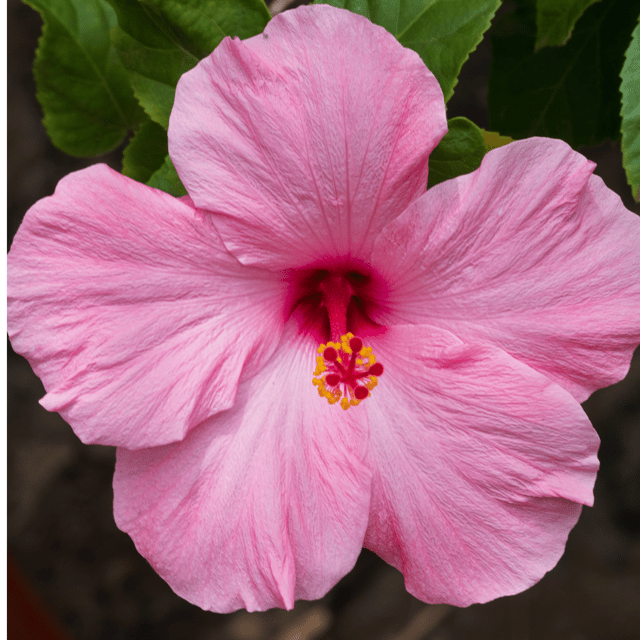 Hybrid Pune Hibiscus Flower Plant (Pink)