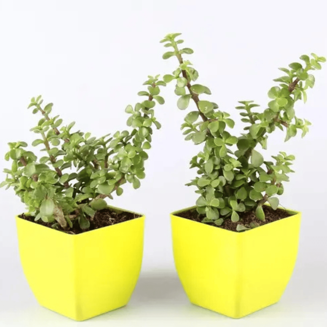 Jade Plant Combo Live Indoor Plant In Yellow Pot