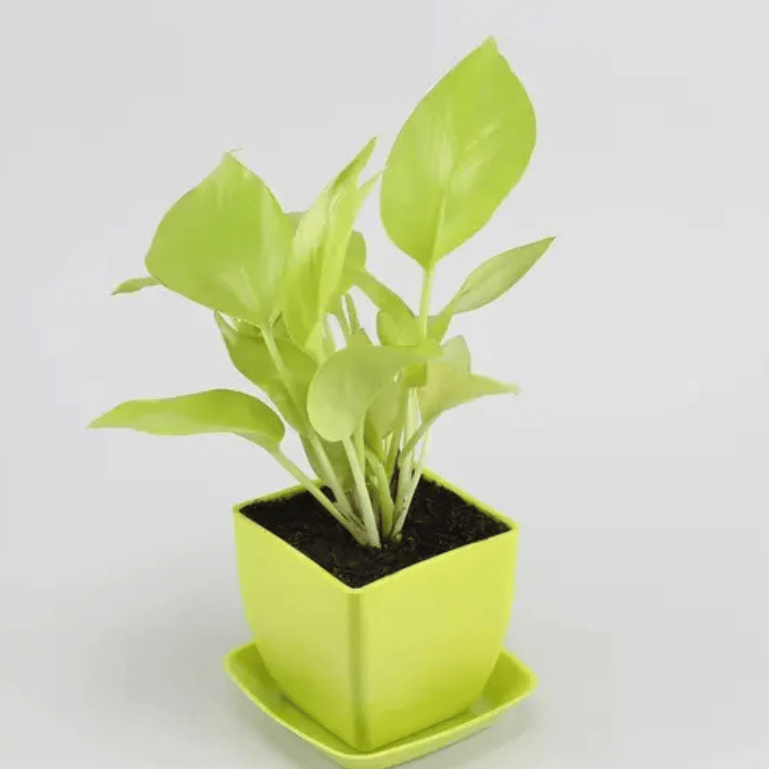 Golden Money Live Indoor Plant With  Plastic Pot