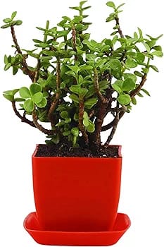 Decortative Jade Live Plant In  Red Pot