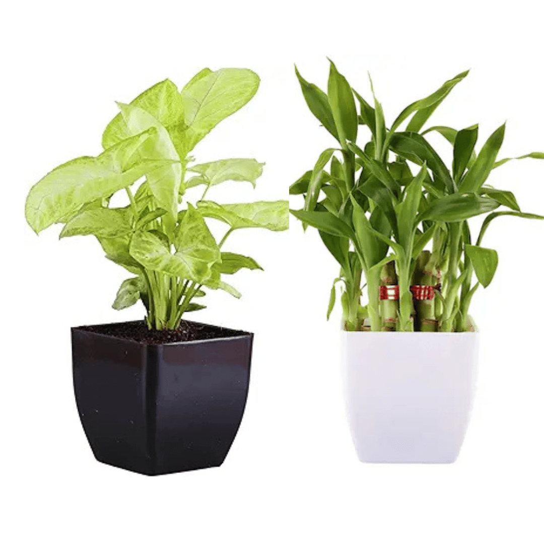 Combo Of Two Layer Lucky Bamboo And Syngonium With Plastic Pot