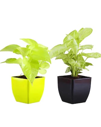 Combo Of Two Syngonium Live Plant With Pot