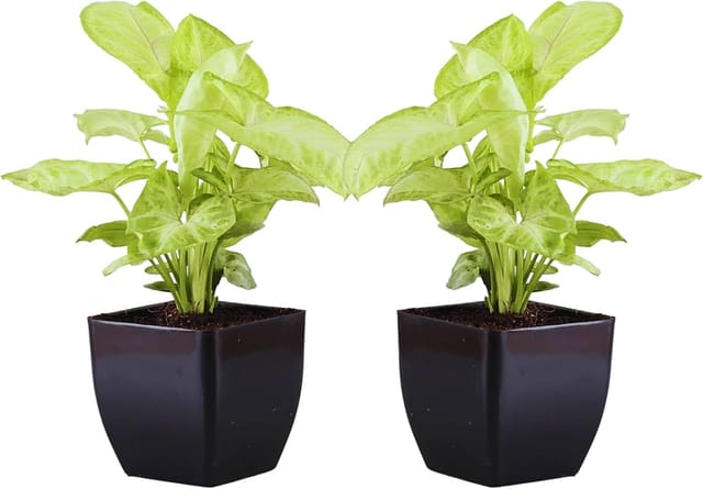 Double Syngonium Live Indoor Plant Combo In Black Pot