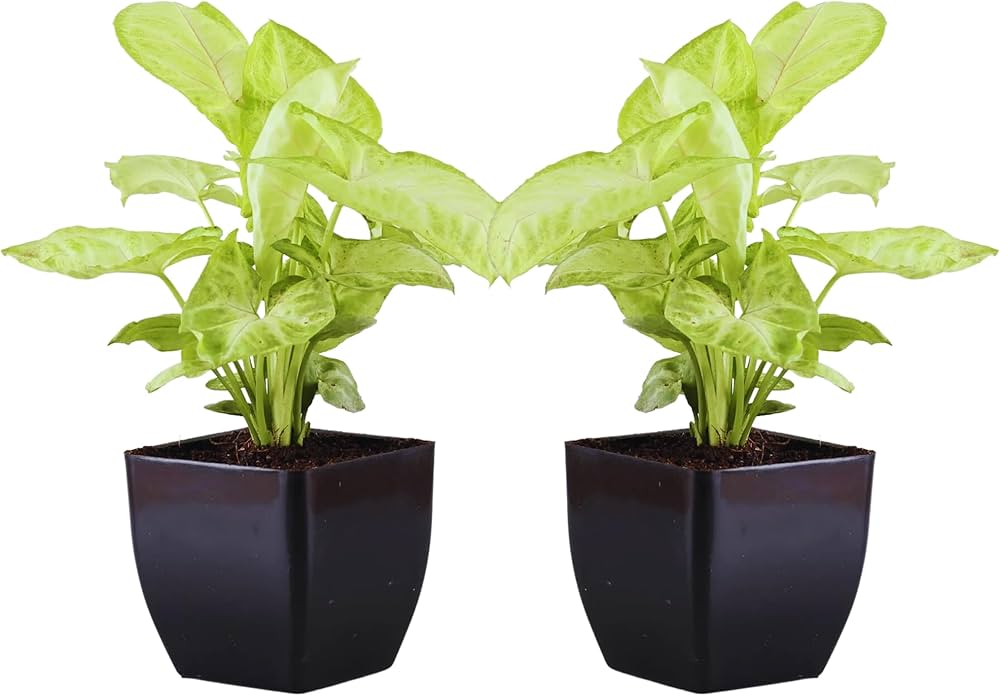 Double Syngonium Live Indoor Plant Combo In Black Pot