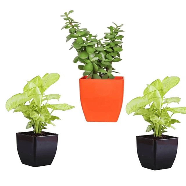 Indoor Plants Combo Jade Plant And Double Syngonium Plant With Pot