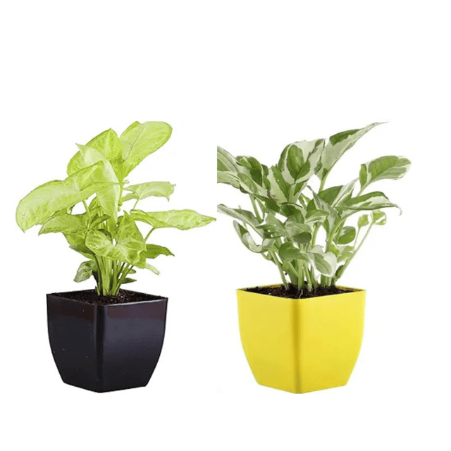 Combo Of Indoor Syngonium and Pothos Plant With Pot