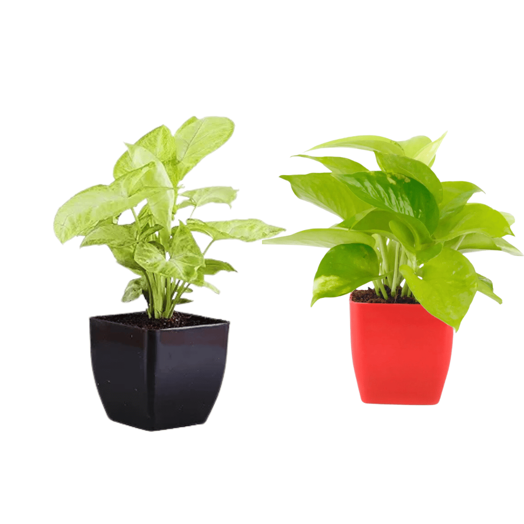 Combo Of Syngonium Plant and Pothos Money Plant With Black And Red Pot