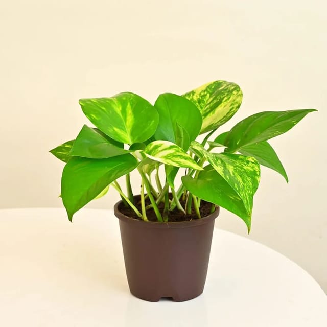 Green Money Plant (With Pot)