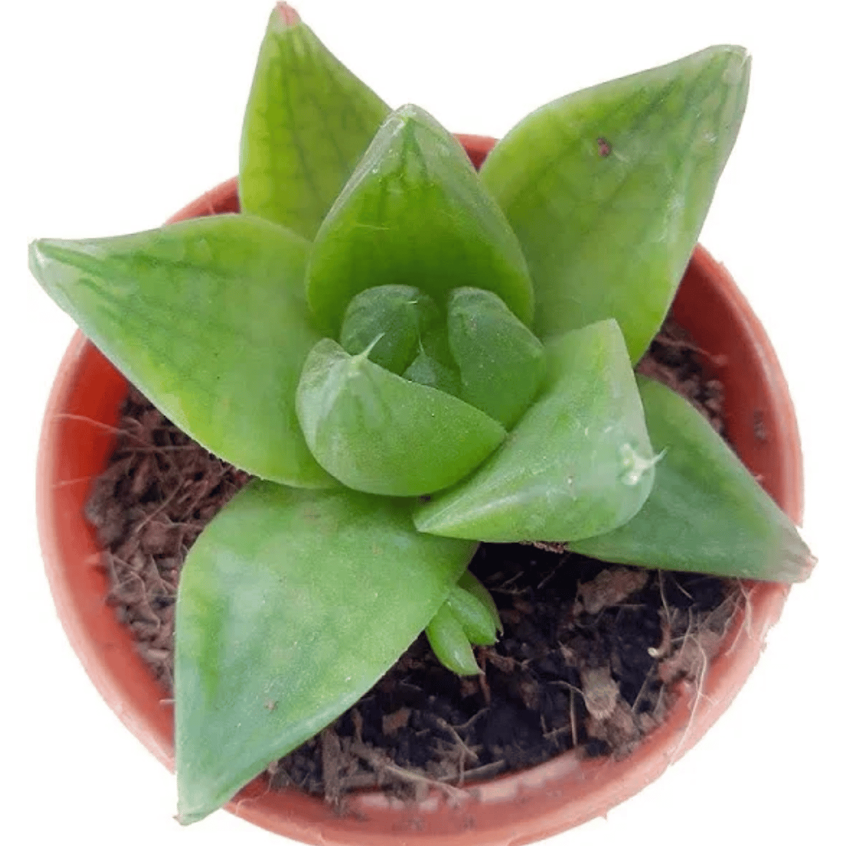 Haworthia Cymbiformis / Cathedral Window Haworthia Succulent Plant (Bare Rooted)