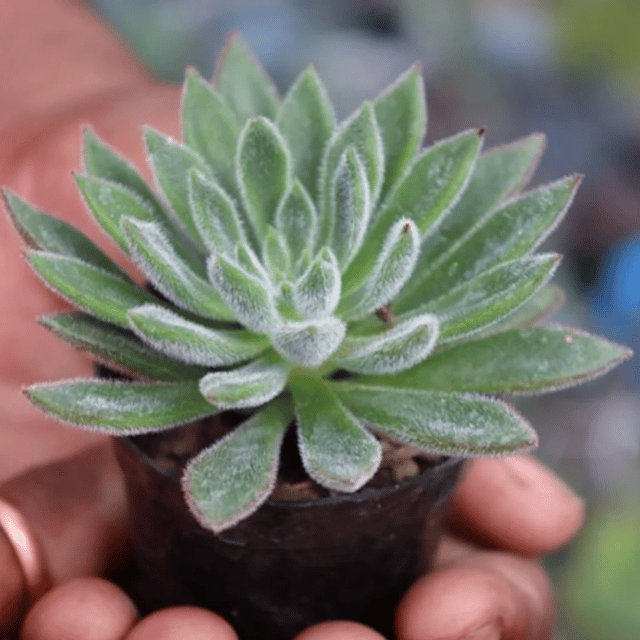 Echeveria Setosa Succulents Indoor Plant (Bare Rooted)