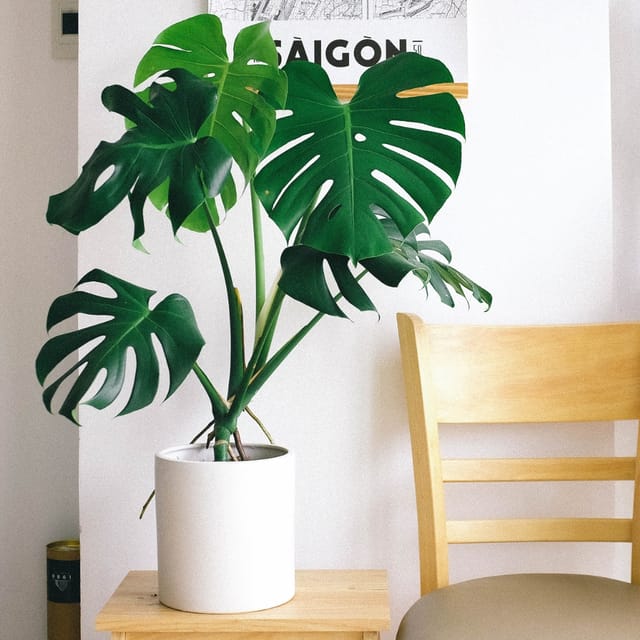 Monstera Deliciosa Indoor Plant ( Pot Not Included )