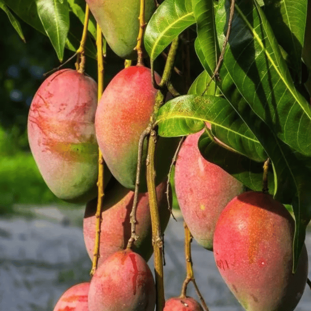 Rare Ambika Mango/Aam fruit plant/Tree (Grafted)