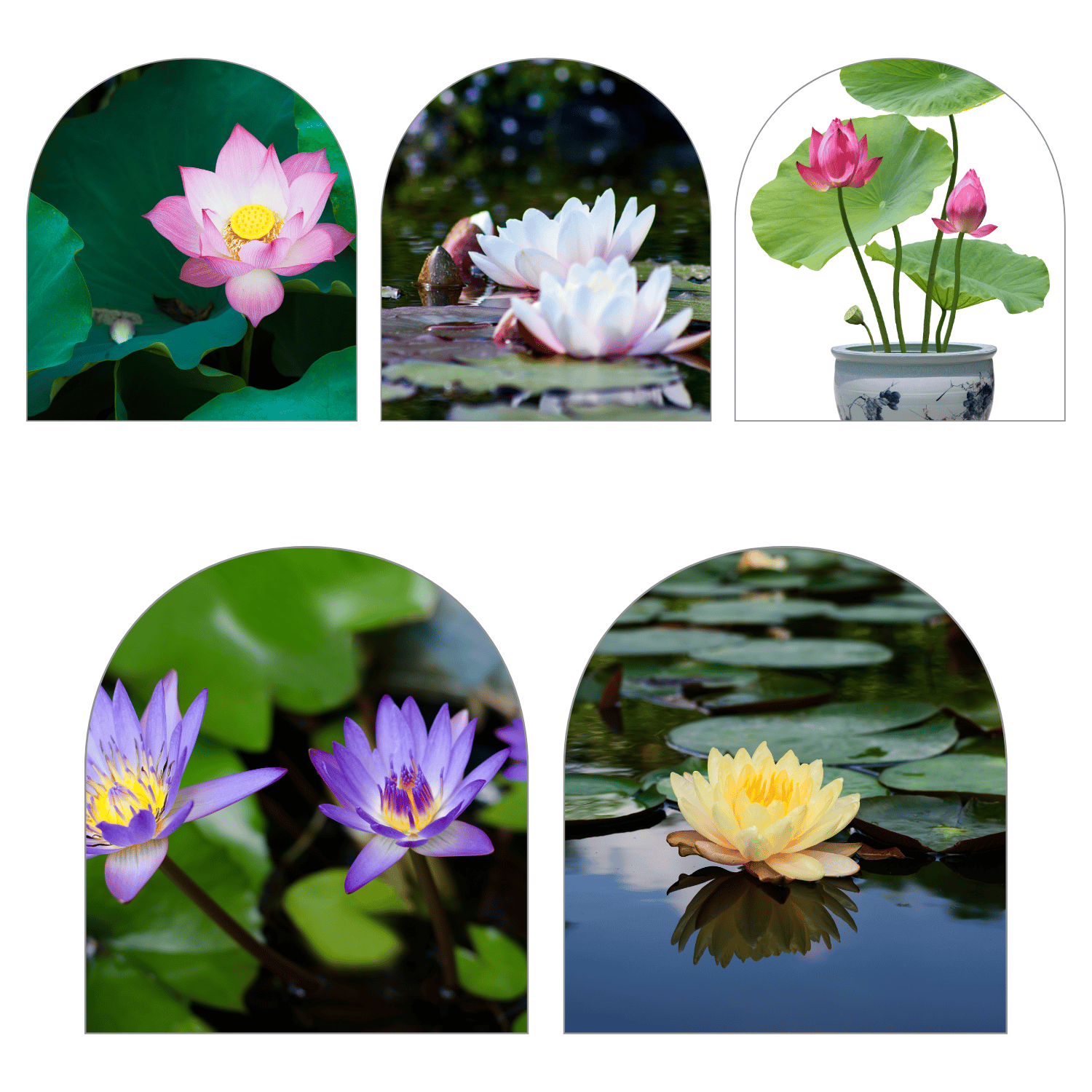 Premium Bonsai Lotus Flower Mix Colour Seed (Pack Of -10Seeds)