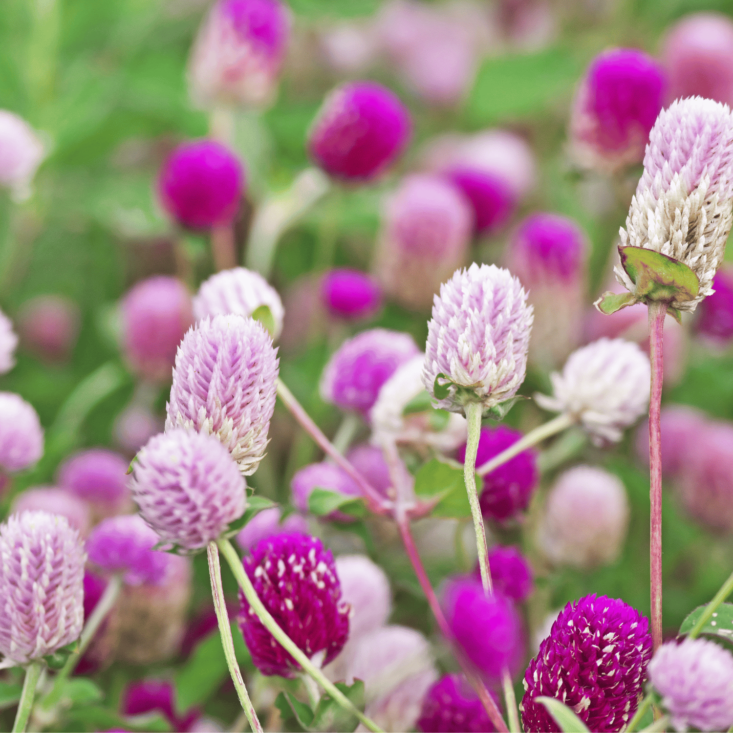 Gomphrena Flower Seeds (Pack Of - 100 Seeds)