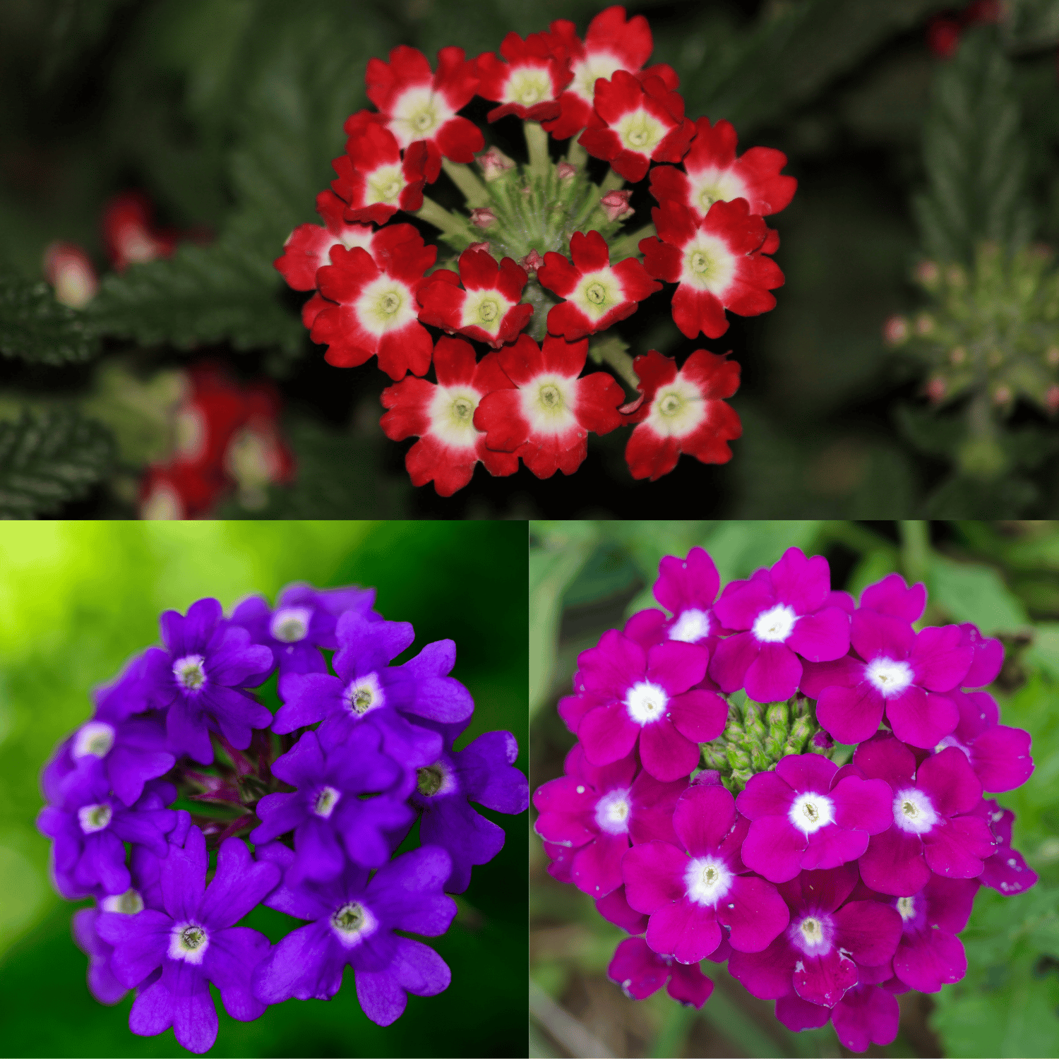 Verbena (Mix) Flower Seed (Pack Of -100 Seeds)