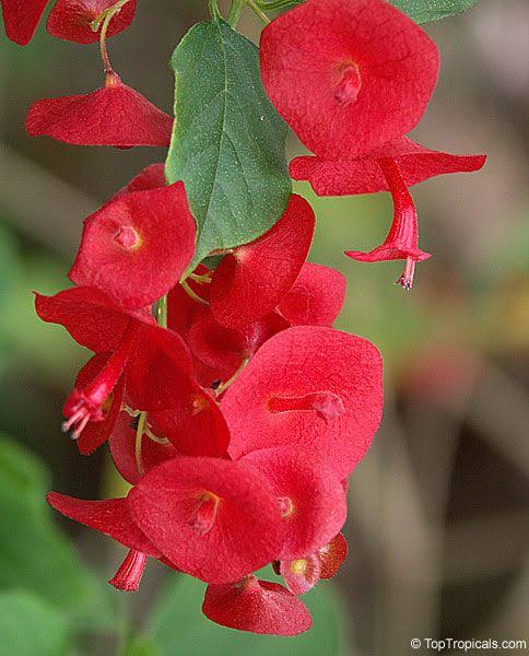 Chinese hat flower plant