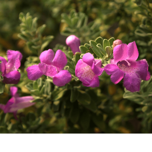 Nikotia Leucophyllum Texas Sage Flower Live Plant