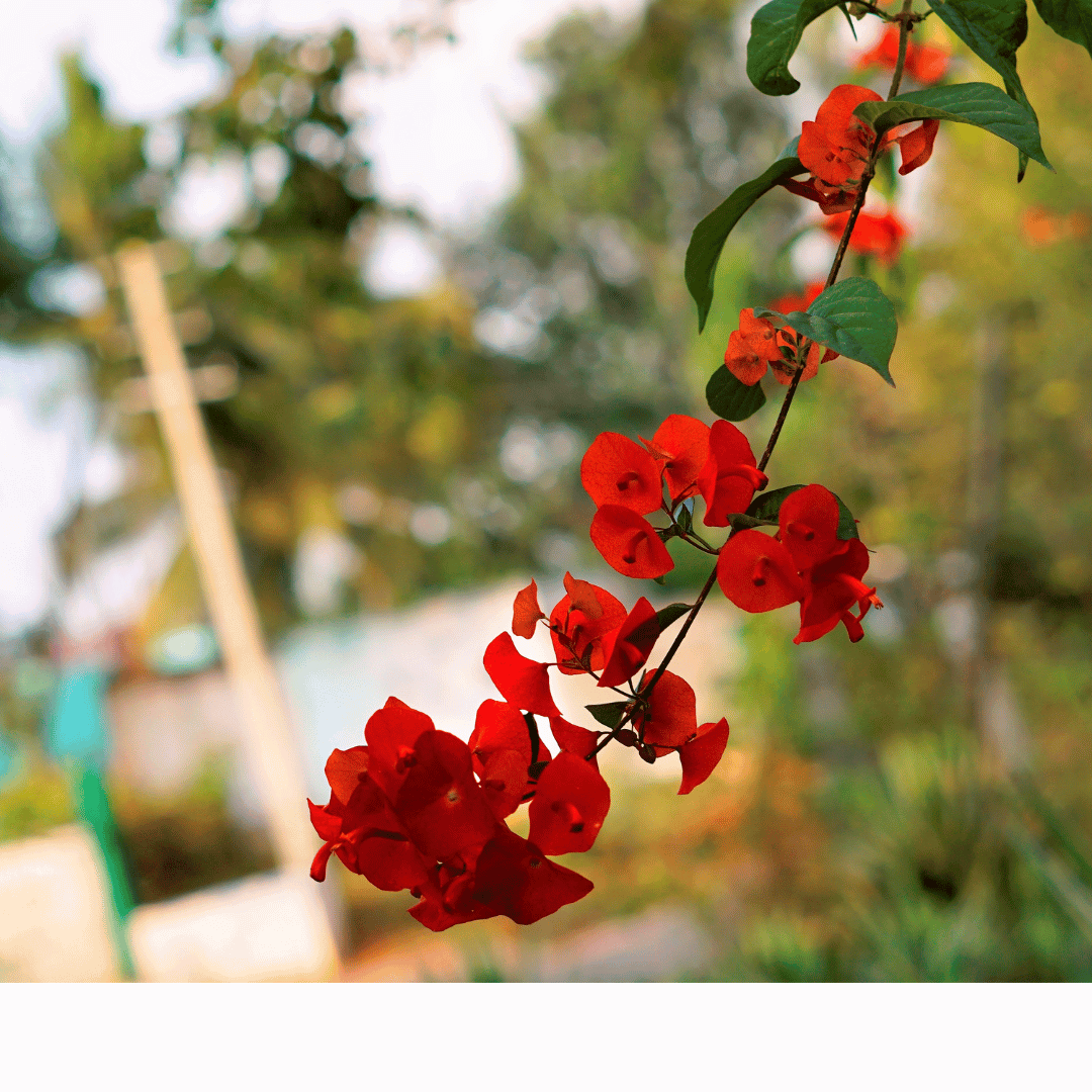 Chinese hat flower plant