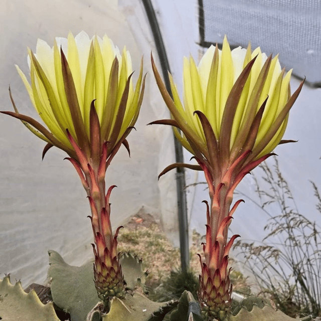 Desert King Dragon Fruit Plant - Grafted