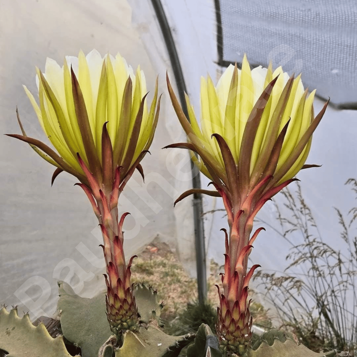 Desert King Dragon Fruit Plant - Grafted