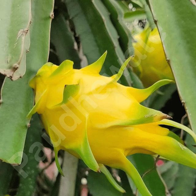 Israel Golden Yellow Dragon Fruit Plant