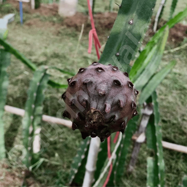 Black African Variety Dragon Fruit Plant - Grafted