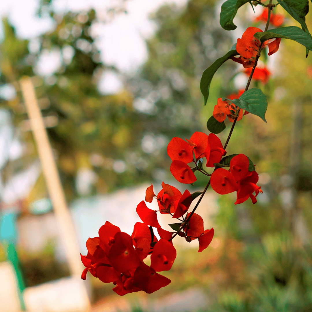 Chinese hat flower plant