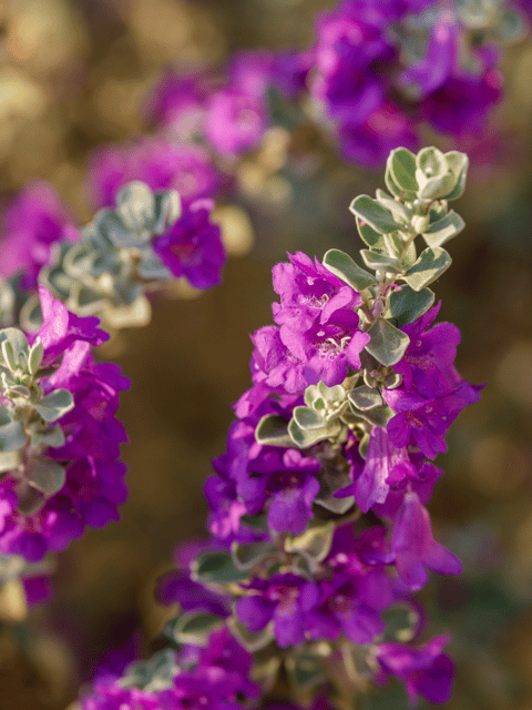 Nikotia Leucophyllum Texas Sage Flower Live Plant