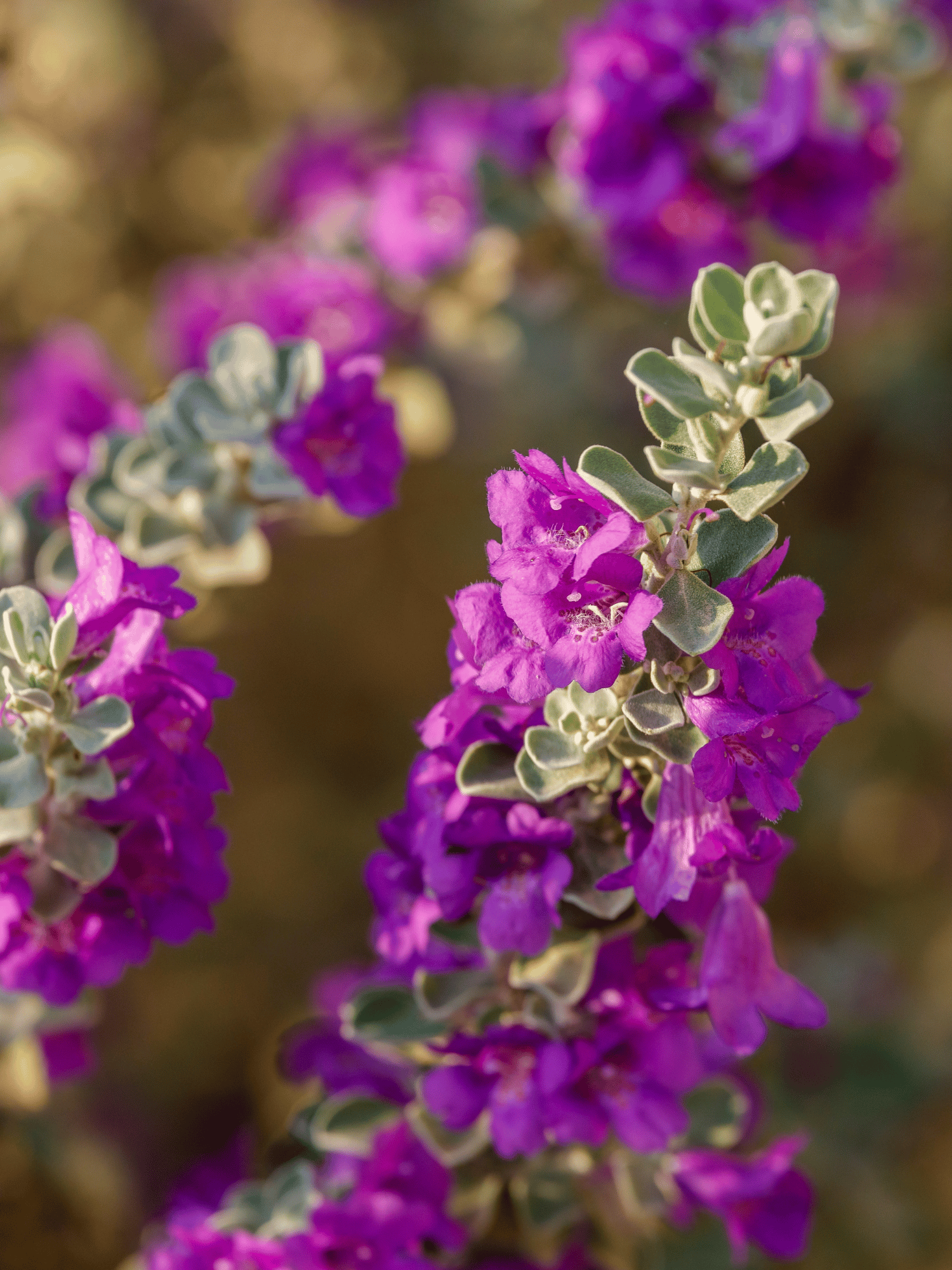 Nikotia Leucophyllum Texas Sage Flower Live Plant