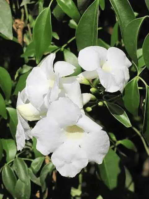 White Tecoma Vine Flower Plant