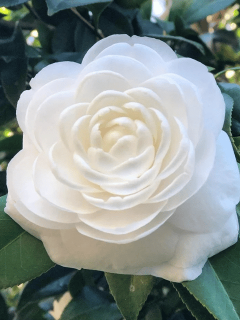 White Camellia Flower Plant