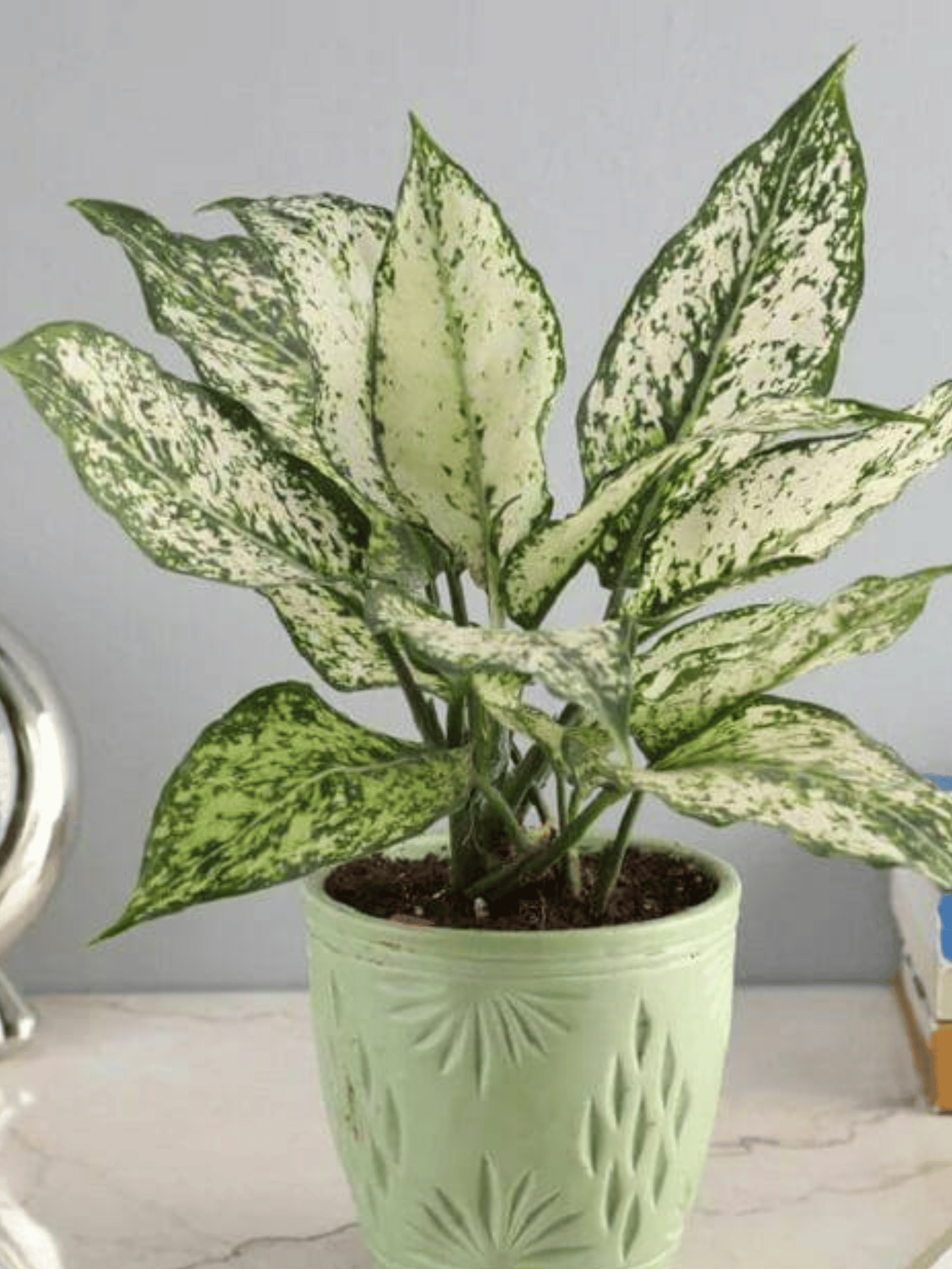 Aglaonema Snow White Indoor Plant (Pot Not Included)