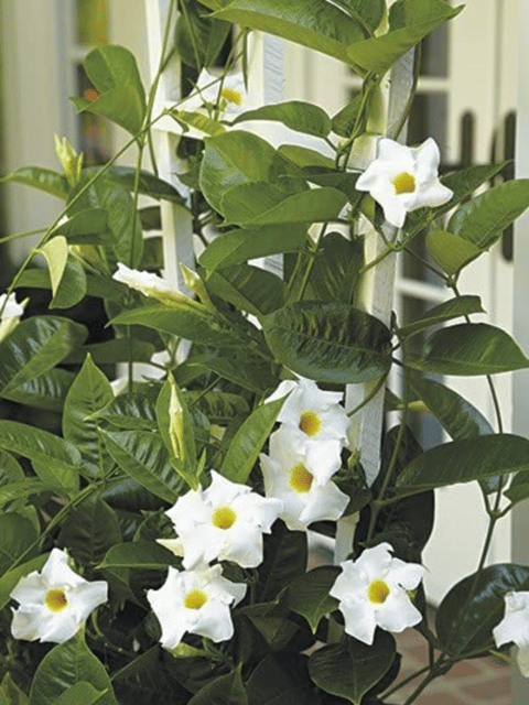 White Mandevilla Vine Flowering Plant