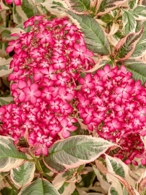 Variegated Hydrangea Macrophylla Flower Plant (Red)