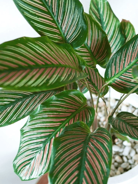 Pin-Strip Calathea Live Indoor Plant (Pink)