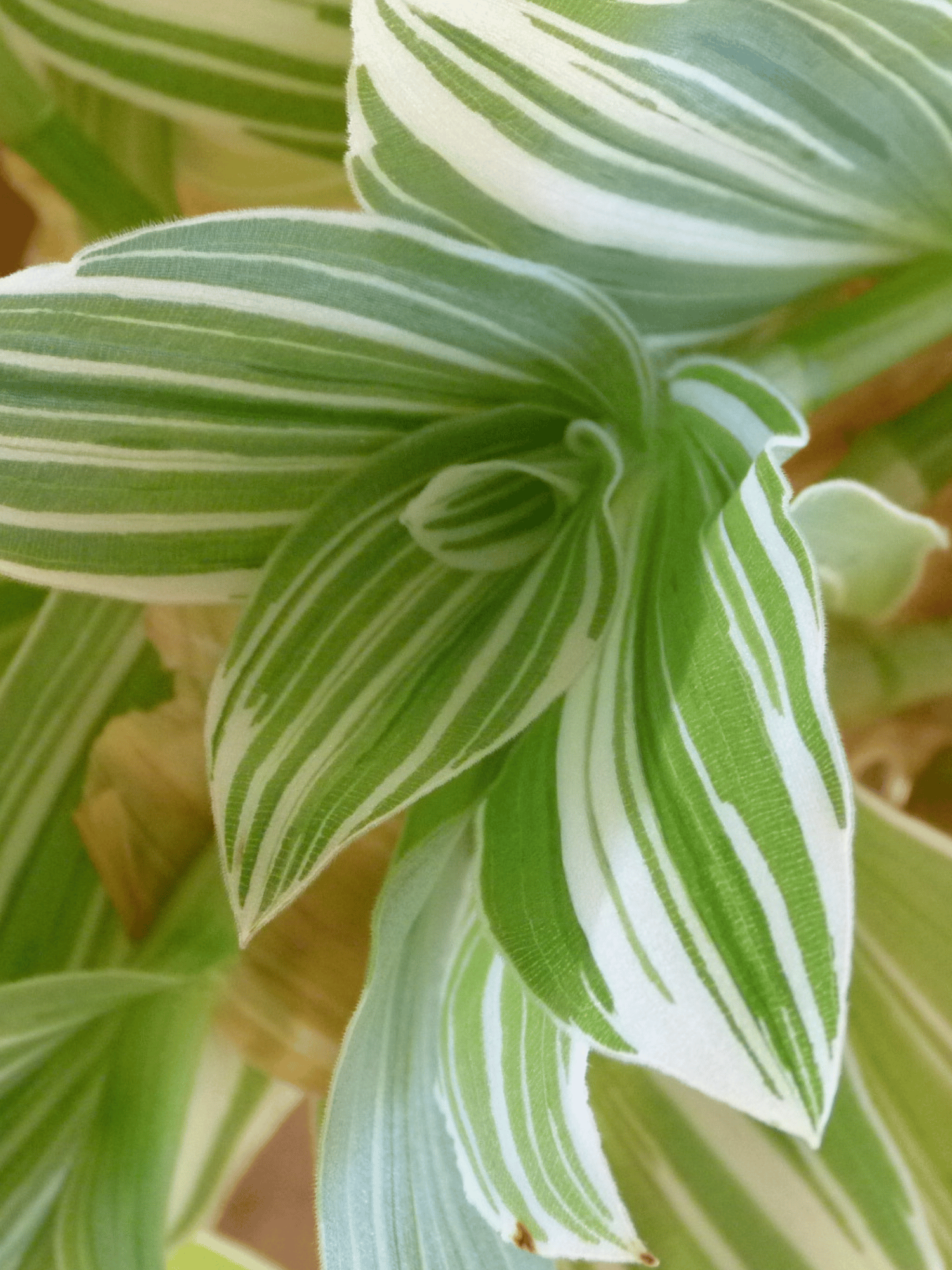 Tradescantia Sillamontana Variegated Live Plant